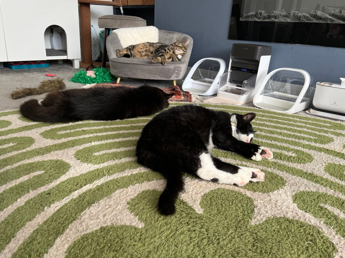 De hittegolf heeft mijn katten doen smelten