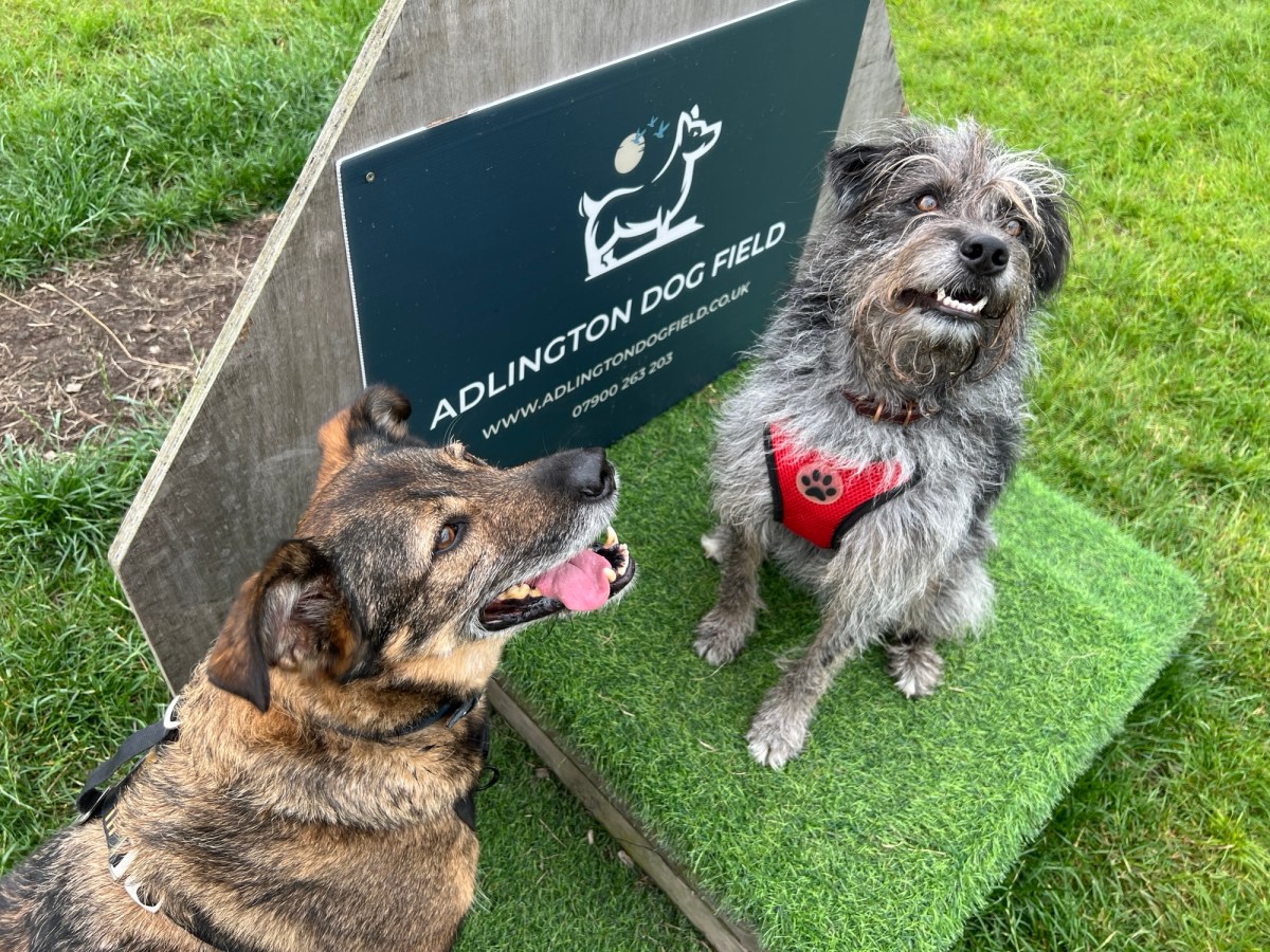 Een dag met de honden