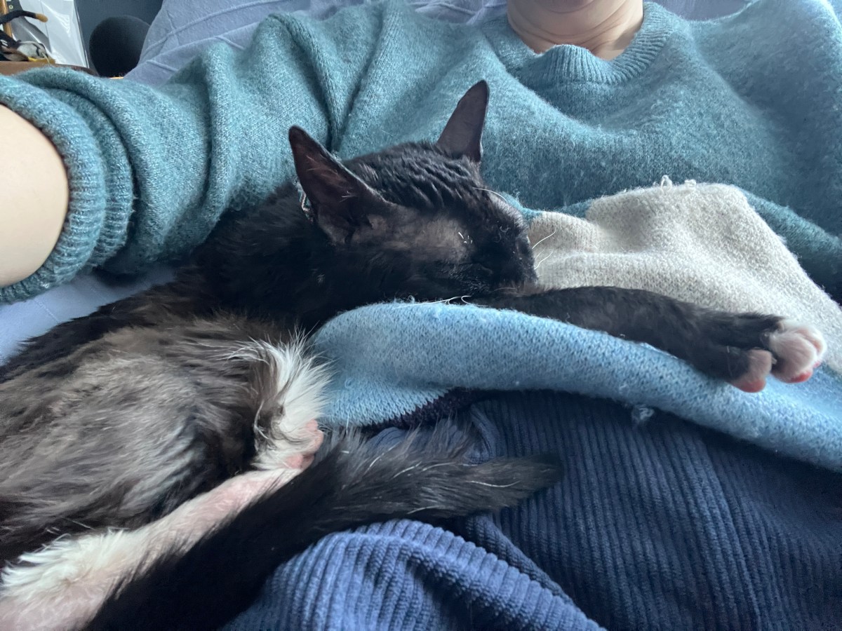 Ik heb nu zeven katten!